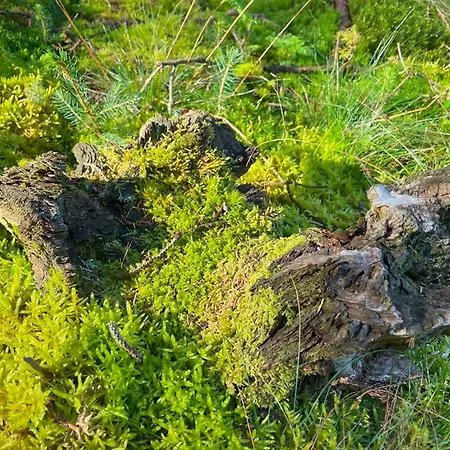 Traumhaftes Glamping-zelt In Unberuehrter